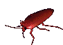 cockroach_crawl_left