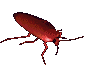cockroach_crawl_right